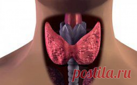 Узлы на щитовидке, диффузный токсический зоб. Лечение народными средствами.