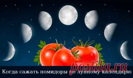 Когда сажать помидоры на рассаду в 2019 году по лунному календарю
