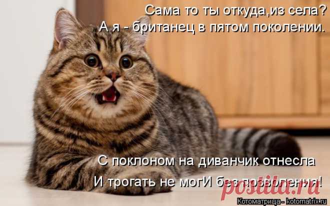 Котоматрица: Свежак
