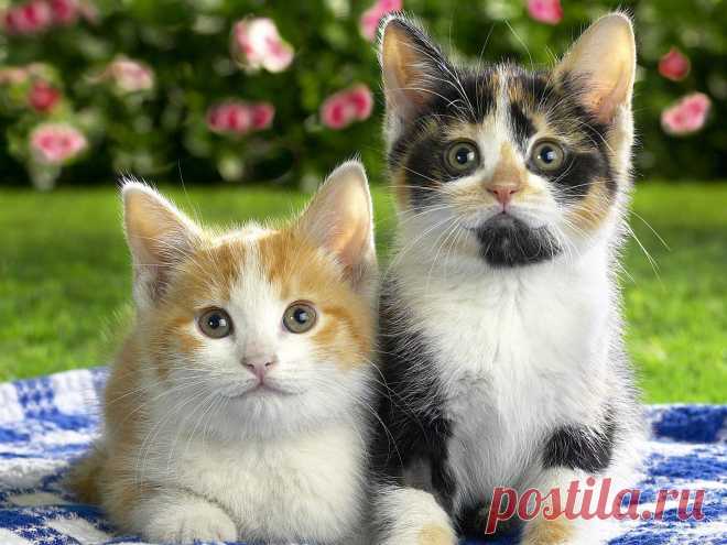 Коты.