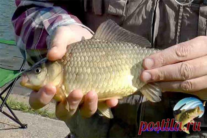 Ловля карася на донку На сегодняшний день карасей вылавливают самыми разнообразными методами и способами, причем одни из самых распространенных способов является ловля при помощи донки. Донка является весьма привлекател…