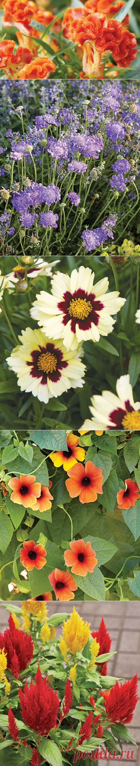 4 plants with long-blooming color | Garden Gate Magazine