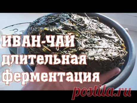 Рассказ еще одного чаедела о собственном опыте производства иван-чая, по методу двойной ферментации.