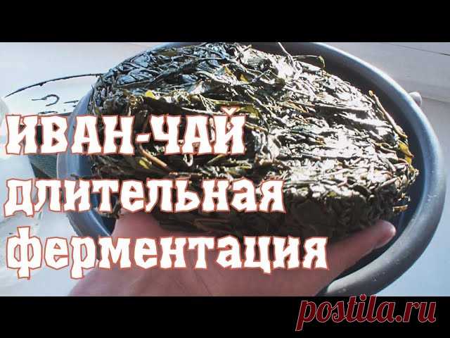Рассказ еще одного чаедела о собственном опыте производства иван-чая, по методу двойной ферментации.