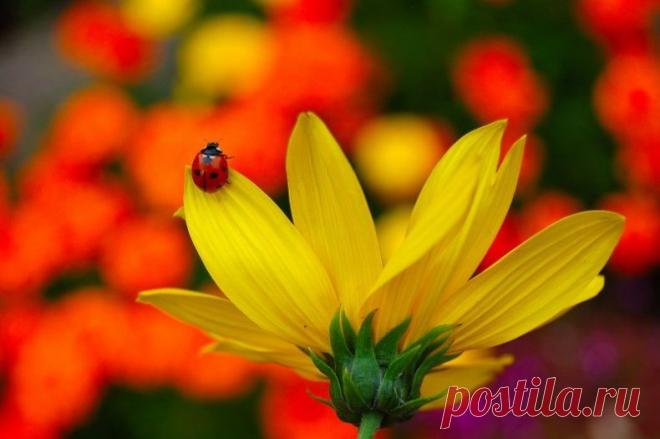 Очень красивые фотографии природы (75 штук) » Триникси