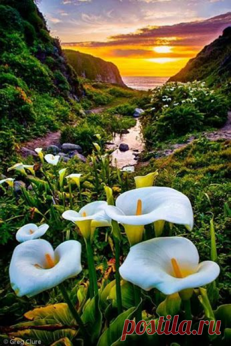 EVERY KIND OF FLOWERS – Сообщество – Google+