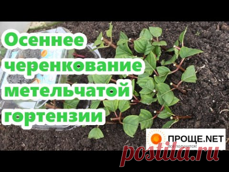 Осеннее черенкование метельчатой гортензии.
