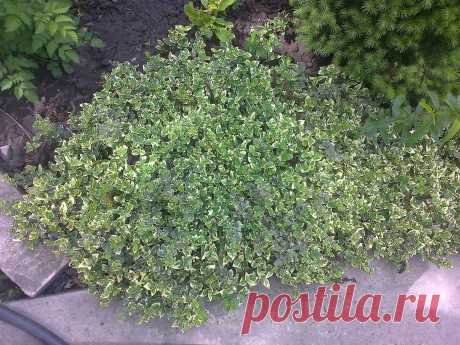 Бересклет Форчуна «Эмеральд Гаити» (Euonymus fortunei «Emerald Gaiety»)