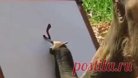 Газета Жизнь | Фантастика! Слон, который рисует слонёнка...