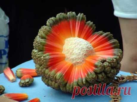 20 экзотических фруктов со всего света, о которых вы не слышали • НОВОСТИ В ФОТОГРАФИЯХ