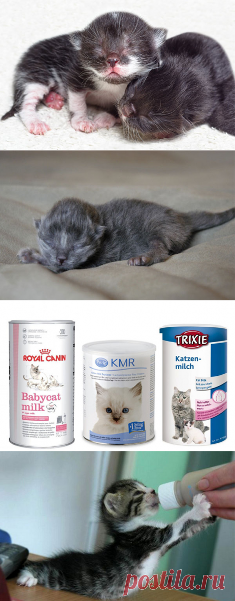 Чем и как выкормить новорожденного котенка до 1 месяца без кошки?