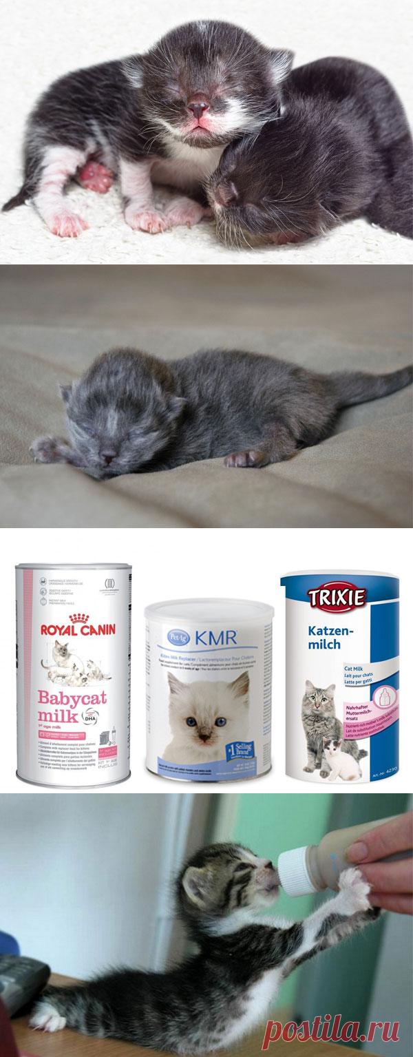 Чем и как выкормить новорожденного котенка до 1 месяца без кошки?