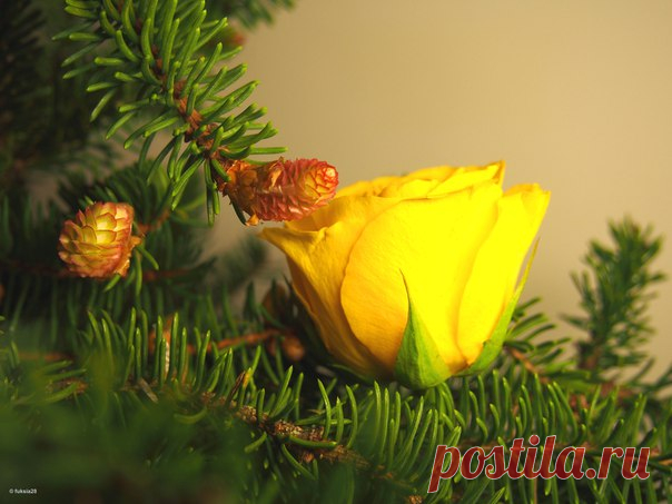 Василий Жуковский «О дивной розе без шипов...» О дивной розе без шипов Давно твердят в стихах и прозе; Издревле молим мы богов Открыть нам путь к чудесной розе: Ее в далекой стороне Цветущею воображаем; На грозной мыслим вышине, К которой доступ охраняем Толпой драконов и духов, Средь ужасов уединенья - Таится роза без шипов; Но то обман воображенья - Очаровательный цветок К нам близко! В райский уголок, Где он в тиши благоухает, Дракон путей не заграждает: Его святилище хранит Богиня-благость…