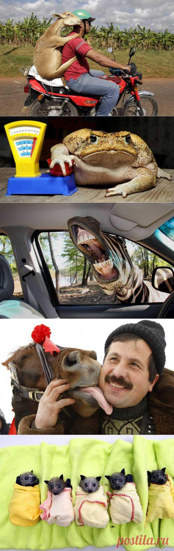 Смешные и забавные животные