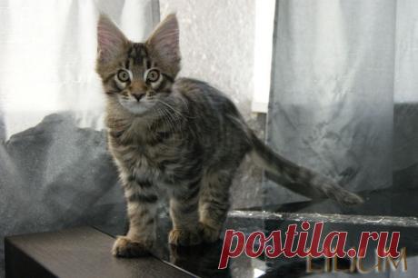 Cruz Forest  2,5 месяца — Питомник Мейн-кунов &quot;Lilium&quot;