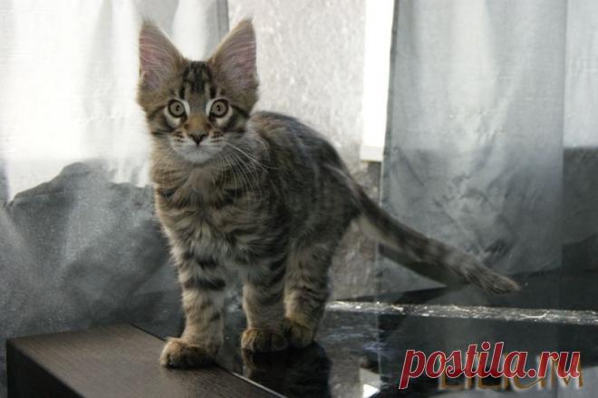 Cruz Forest  2,5 месяца — Питомник Мейн-кунов "Lilium"