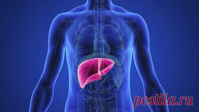 Печень: как облегчить работу самого тяжелого органа. Просто ешьте эти 4 продукта (печень в них влюблена) | О СПОРТЕ | Яндекс Дзен