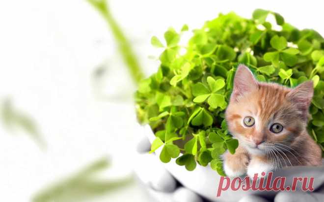 Как определить своё счастливое растение и вырастить удачу? » Женский Мир