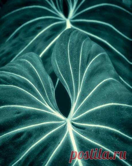 Foliage, leaves, ferns, greenery, undergrowth, overgrown, botanical,