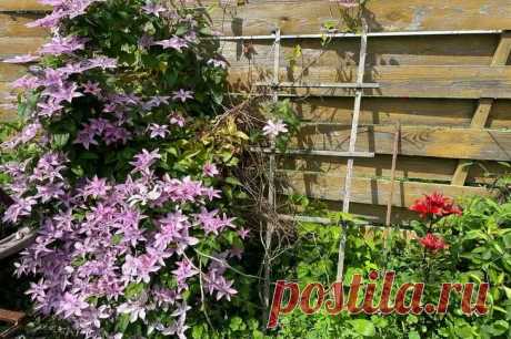 6 вьющихся растений для создания пышного сада: с их выращиванием справится даже новичок. Многие начинающие садоводы мечтают о быстром преображении участка, но не знают, с чего начать.