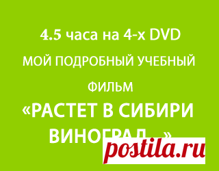 Укоренение одревесневших черенков в открытом грунте - Урок 3 - Школа сибирского виноградарства - Виноград - Полезная информация - Виноград Сибири и Урала. Черенки винограда на продажу