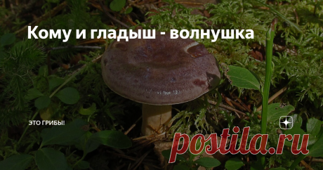 Кому и гладыш - волнушка Народные имена грибов заставляют чувствительного человека рыдать. Как связаны между собой волнушки, гладыши и серушки?