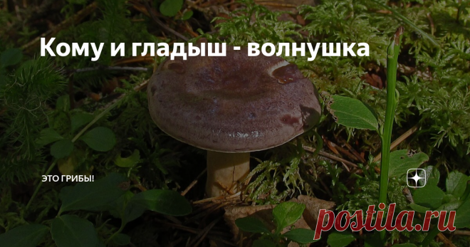 Кому и гладыш - волнушка Народные имена грибов заставляют чувствительного человека рыдать. Как связаны между собой волнушки, гладыши и серушки?