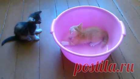 (50) Одноклассники