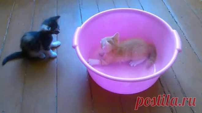 (50) Одноклассники