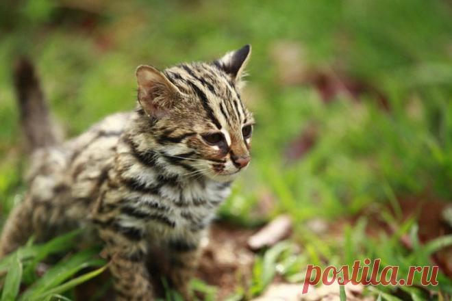 Азиатский леопардовый кот (АЛК): 30 фото, цена, описание