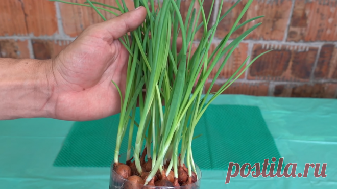 Посадите лук сейчас, что бы к новогоднему столу была своя зелень. Выращиваю жирное перо в обычной бутылке | Урожайная грядка ❀ | Яндекс Дзен