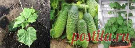 Как удобрять огурцы
