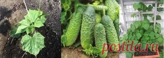 Как удобрять огурцы