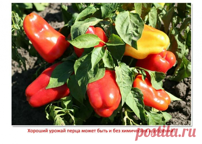 Смех смехом, но когда я стала сажать перец по-своему методу, то забыла, что такое хим. удобрения, а урожая стало больше! | Семья из Сызрани | Яндекс Дзен