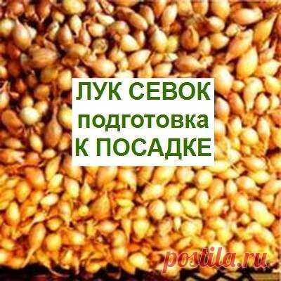 Подготовка к посадке лука севка весной | 6 соток