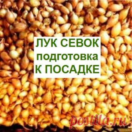 Подготовка к посадке лука севка весной | 6 соток