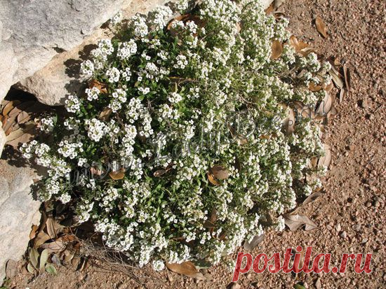 Лобулярия, Каменник (Lobularia) - комнатные растения и цветы для сада: выращивание, местоположение, температура, полив, пересаживание, размножение, болезни и вредители