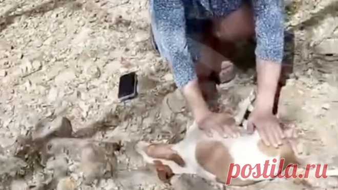 Двое мужчин выбросили беременную собаку с четвертого этажа в Сочи. В Сочи неизвестные выбросили беременную собаку с четвертого этажа, животное получило перелом и сотрясение. Об этом сообщает Telegram-канал "ЧП Сочи". По информации Telegram-канала, инцидент произошел 23 апреля возле ...
