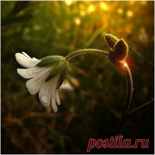 Меню на Великий Пост