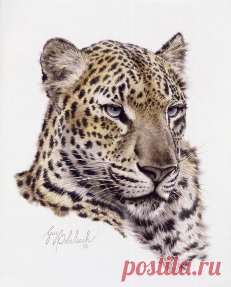 Кошачьи портреты Гая Коэлича - Искусство животных Гая Коэлича