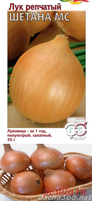 Лук Шетана: описание сорта, фото, отзывы, посадка и уход, урожайность, достоинства и недостатки и особенности выращивания