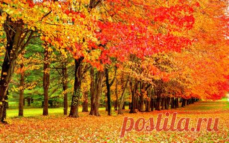 А вы знаете какие красивые ковры умеет стелить ОСЕНЬ...