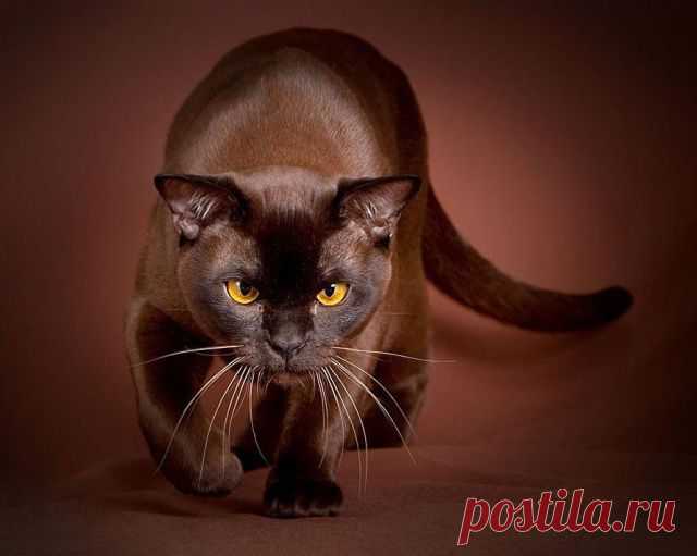 Today is Caturday — Mr. Brown