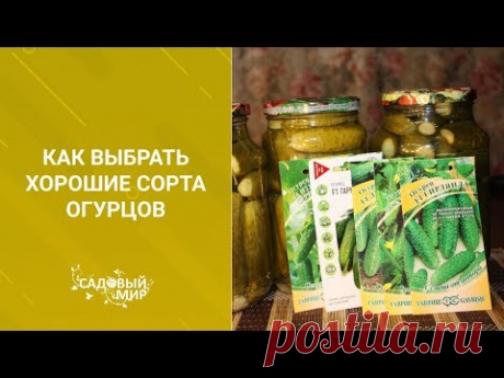 Как выбрать хорошие сорта огурцов