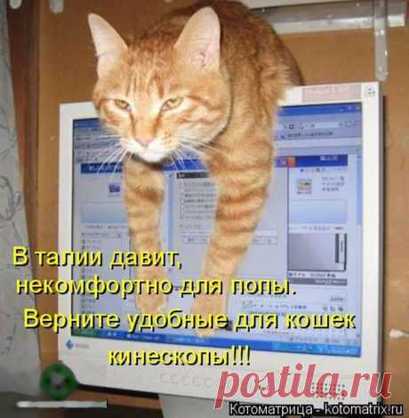 Лучшие котоматрицы недели / Питомцы