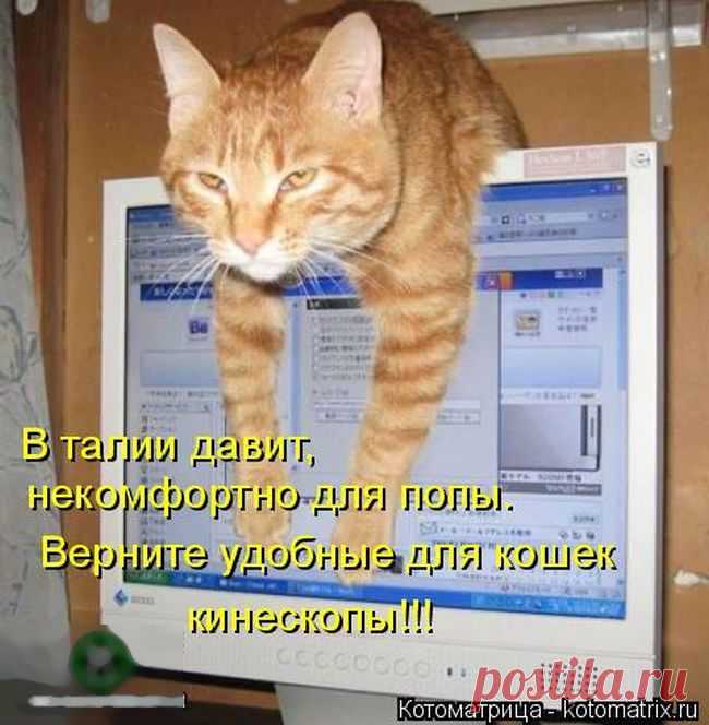 Лучшие котоматрицы недели / Питомцы