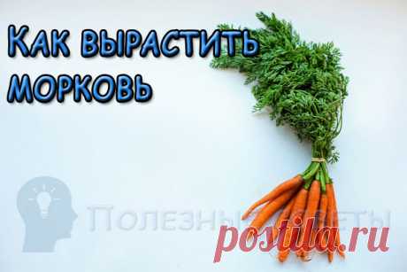 Как вырастить морковь