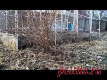 ВСЕ о выращивании ЖИМОЛОСТИ за 8 минут?