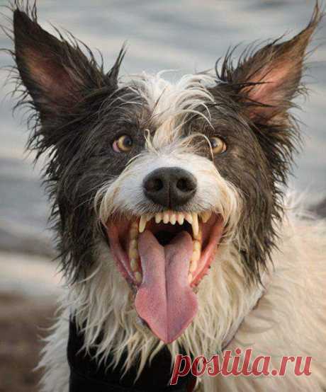 Гарик Бульдог-Харламов! Практически одно лицо!