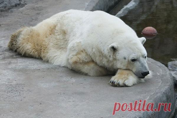 Белым медведям предрекли полное вымирание к 2100 году Климатические изменения могут привести к тому, что белые медведи вымрут от голода в течение нескольких десятков лет. В некоторых регионах их численность уже начала сокращаться в геометрической прогрессии, сообщает Nature Climate Change.Большую часть времени медведи проводят на морском...